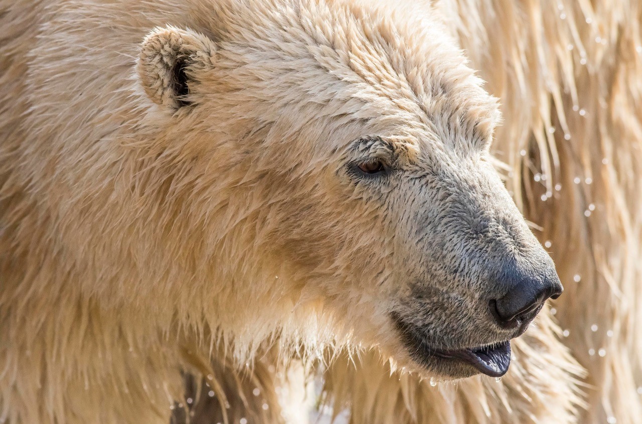 Yorkshire Wildlife Park | BIAZA